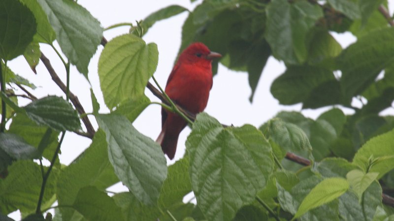 Summer Tanager High Island_2010_04_24_3844.JPG